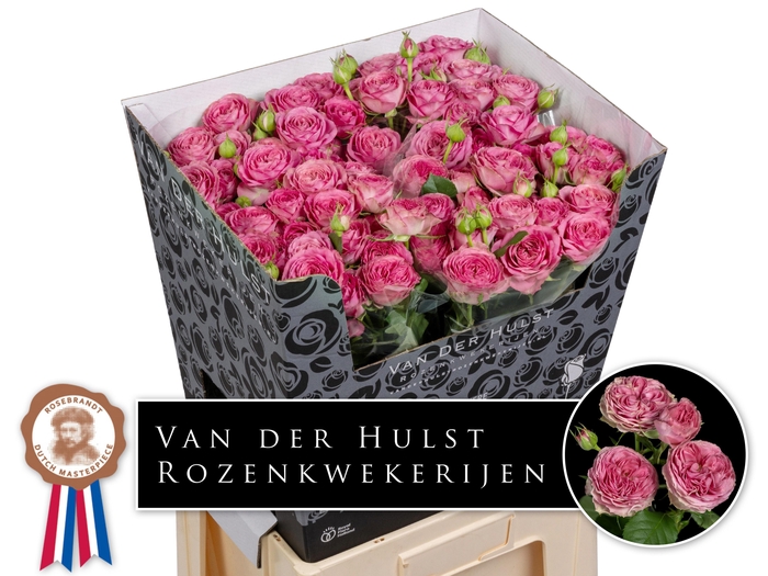 <h4>Rosa TR 'Paradox!'</h4>