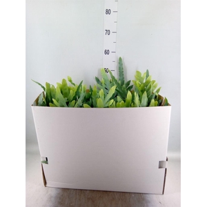 Phlebodium aureum 'Blue Star'