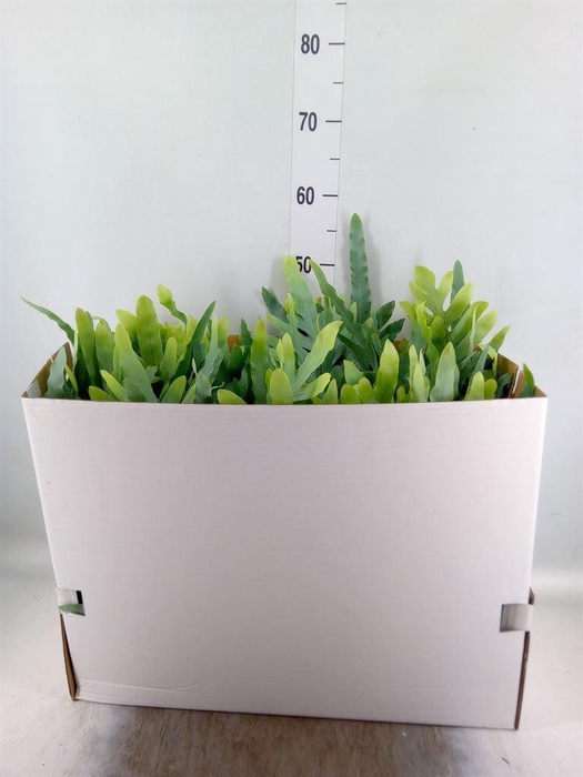 <h4>Phlebodium aureum 'Blue Star'</h4>