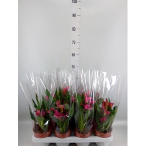 Zantedeschia 'Zazu'