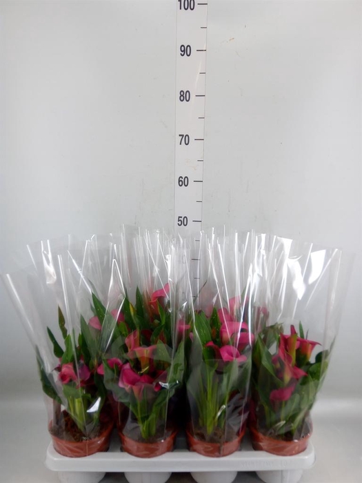 <h4>Zantedeschia  'Zazu'</h4>