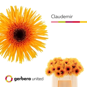 Gerbera Spider Claudemir Water