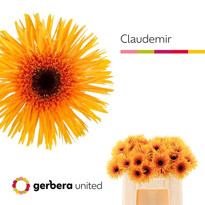 <h4>Ge Gr @ Claudemir</h4>