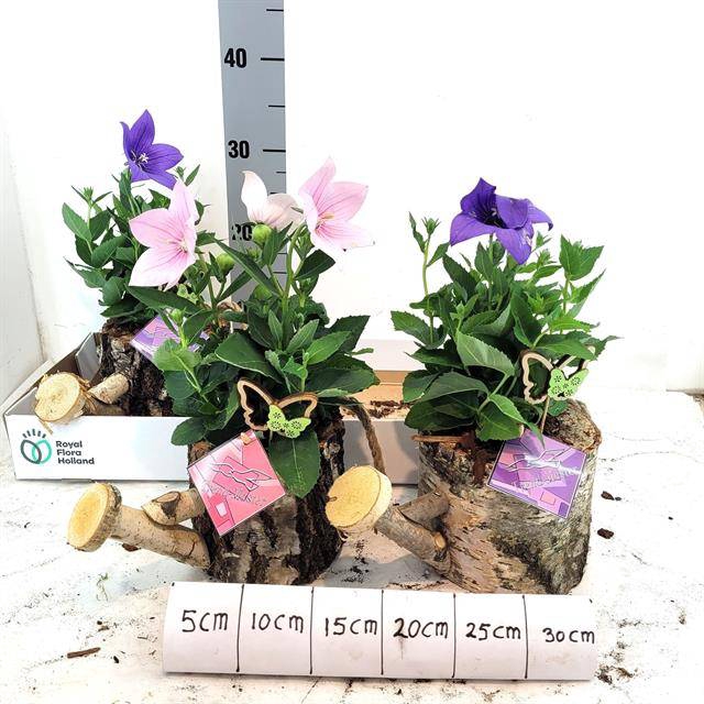 <h4>Arr Tuinplanten</h4>