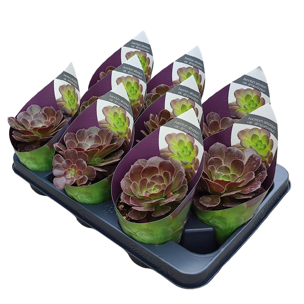 <h4>AEONIUM ARBOREUM VAR. ATROPURPUREUM - POT Ø 10,5 WITH POTCOVER (SUCCULENTEN)</h4>