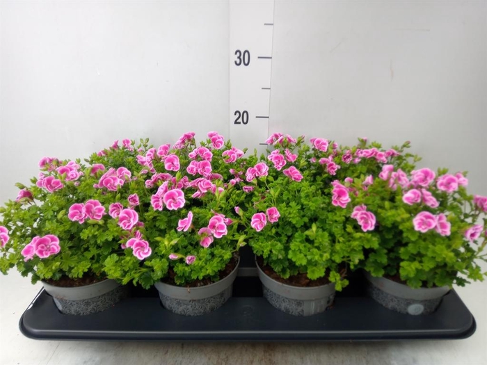 <h4>Pelargonium gran.   ..</h4>