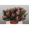 Protea Pink Ice