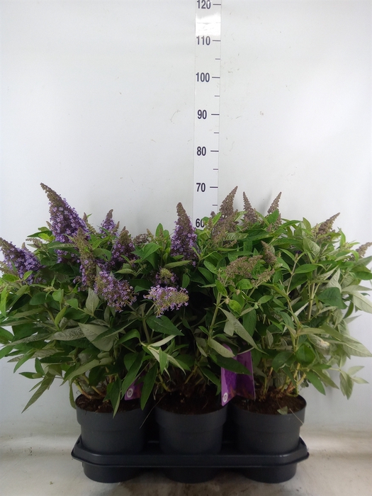 <h4>Buddleja davidii 'Butterf CL Lilac'</h4>