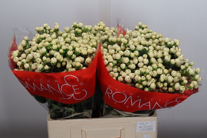 <h4>Hypericum andr. 'Cool Romance'</h4>