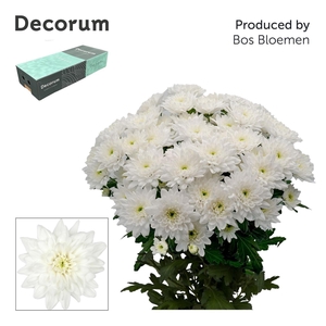 Baltica Decorum EXPORT BOX