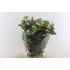 Euca Populus Berry 300gr P Bunch