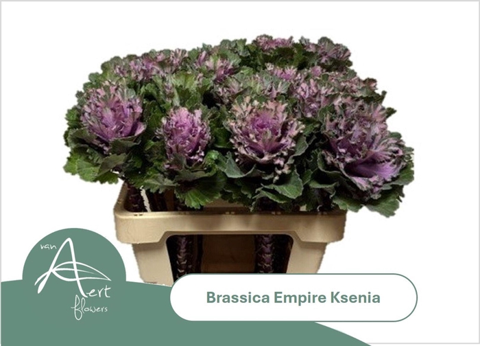 <h4>BRASS EMPIRE KSENIA BRASS EMPIRE KS</h4>