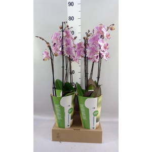 Phalaenopsis  'FC Magic Art'
