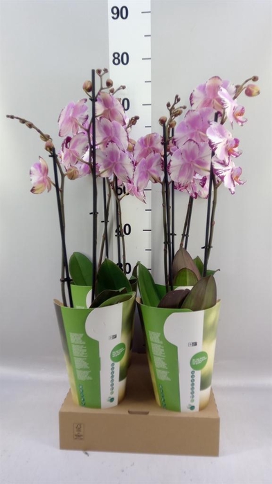 <h4>Phalaenopsis  'FC Magic Art'</h4>