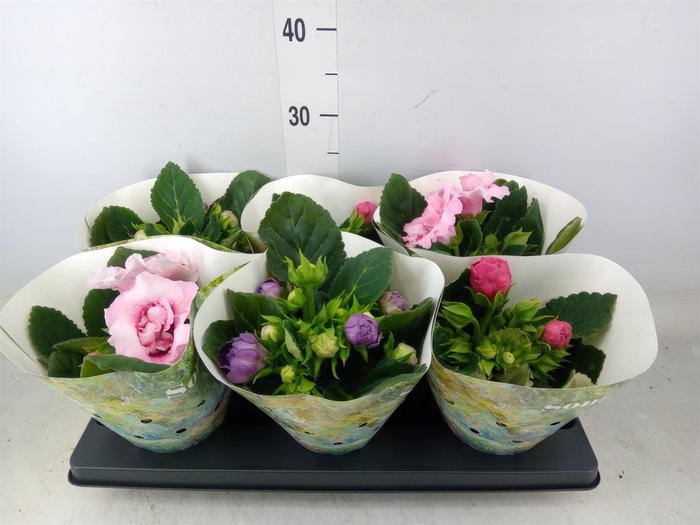 <h4>Sinningia  'Sonata'   ...mix</h4>