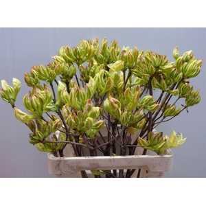 Rhodo ( Azalea ) Lemon 60cm P Stem