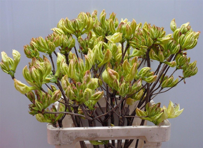 <h4>Rhodo ( Azalea ) Lemon 60cm P Stem</h4>