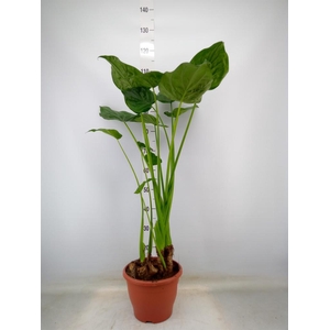 Alocasia cucullata