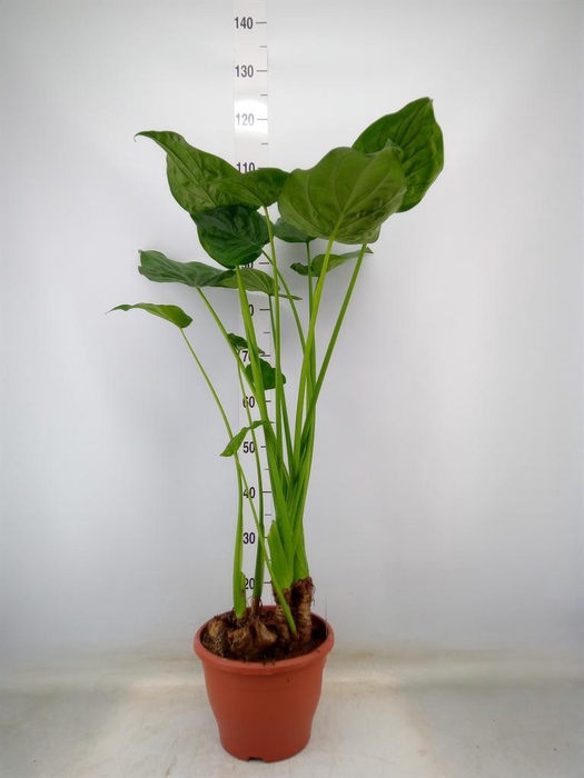 <h4>Alocasia cucullata</h4>