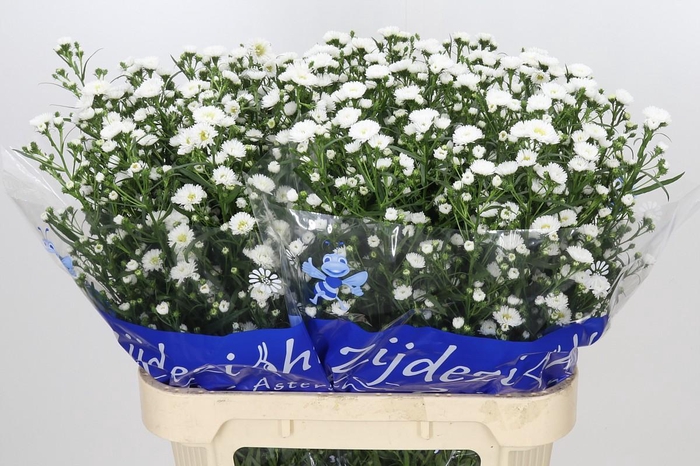 <h4>Aster Cassy</h4>