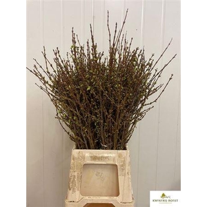 Forsythia I Spectabilis