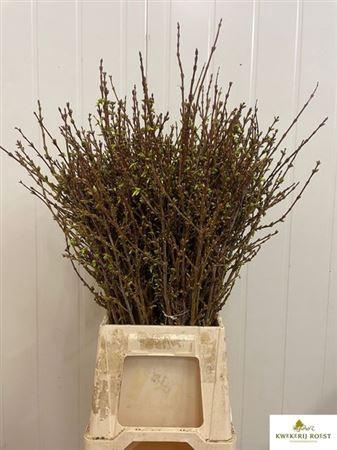 <h4>Forsythia I Spectabilis</h4>