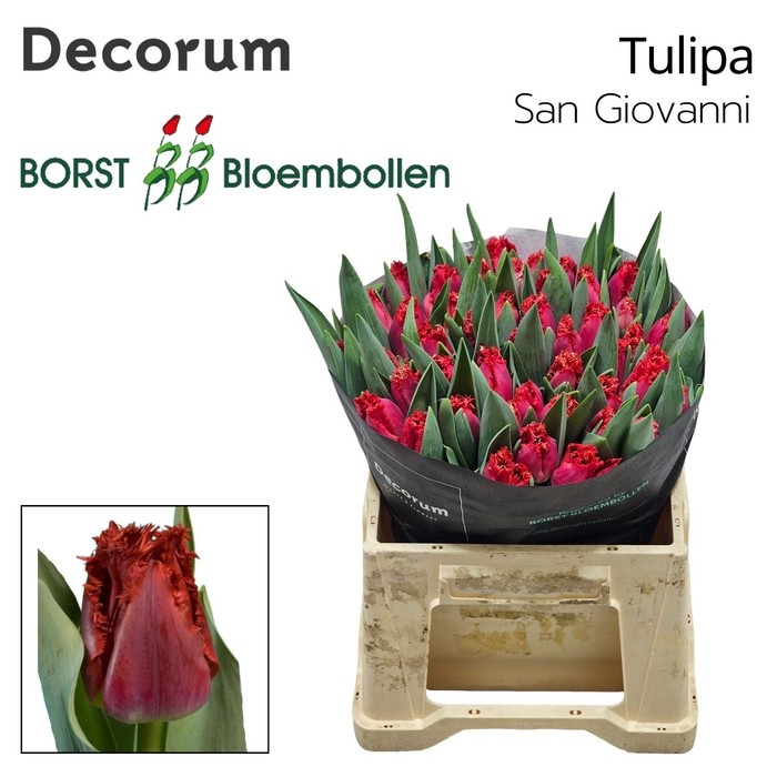 <h4>Tulipa San Giovanni</h4>