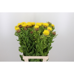 Centaurea Macrocephus