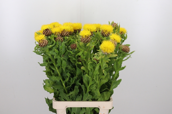 <h4>Centaurea Macrocephus</h4>