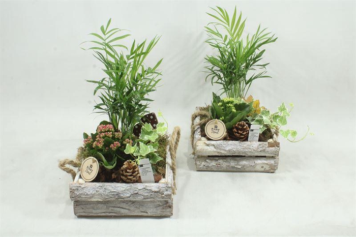 <h4>arr2 PT - Schors ww indoor</h4>