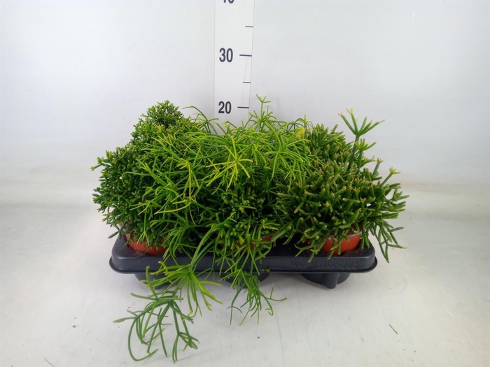 <h4>Rhipsalis   ...mix</h4>