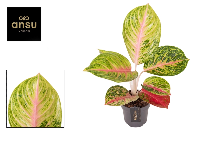 <h4>Aglaonema Grand Blossom</h4>