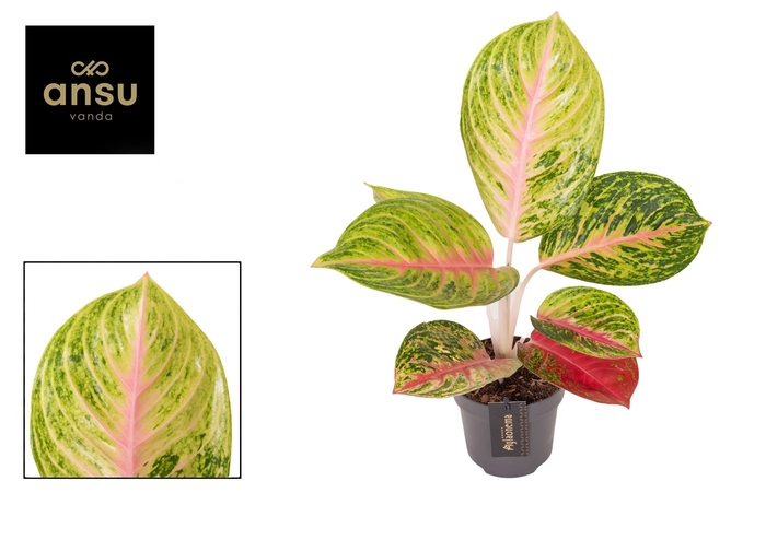 <h4>Aglaonema Grand Blossom</h4>