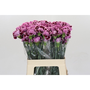 Dianthus St Burgundy