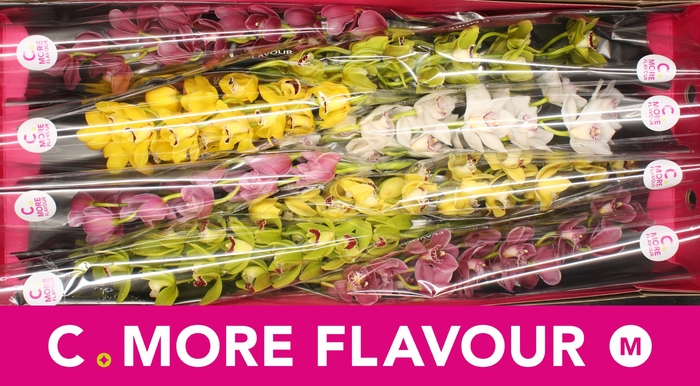 <h4>CYMB MI GEM</h4>