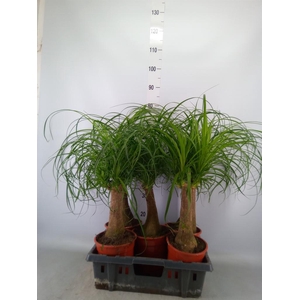 Beaucarnea recurvata