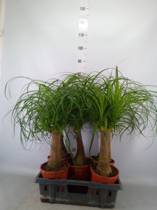 <h4>Beaucarnea recurvata</h4>