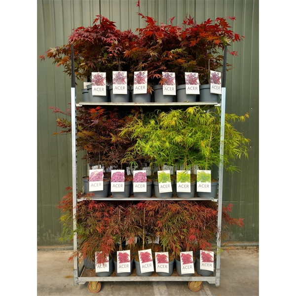 <h4>Acer palmatum mix C4</h4>
