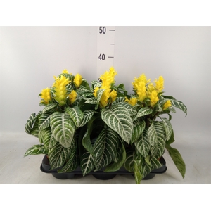 Aphelandra squar. 'Dania'