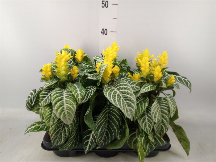 <h4>Aphelandra squar. 'Dania'</h4>