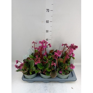 Bergenia cordifolia