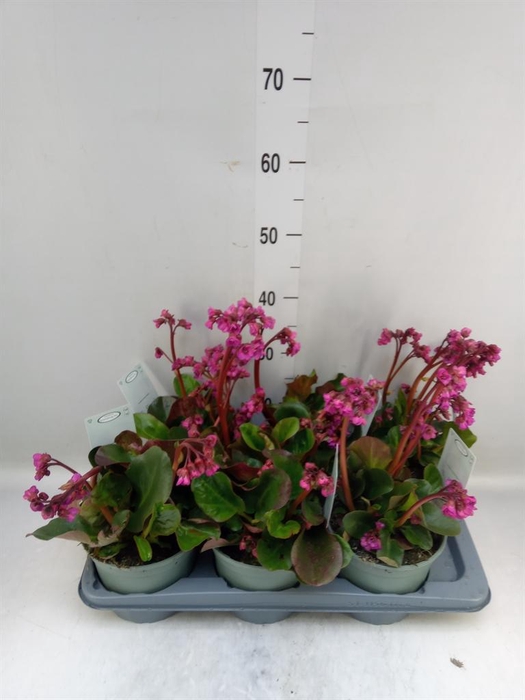 <h4>Bergenia cordifolia</h4>