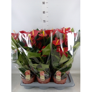 Anthurium andr. 'Tremendo'