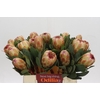 Protea Grandicolor