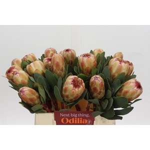 Protea Grandicolor