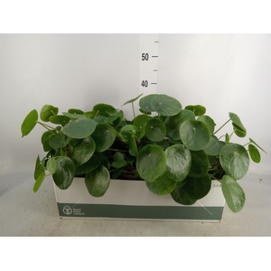 Pilea peperomoides