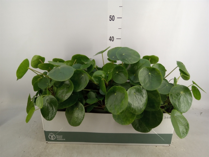 <h4>Pilea peperomoides</h4>