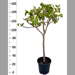 FICUS CARICA