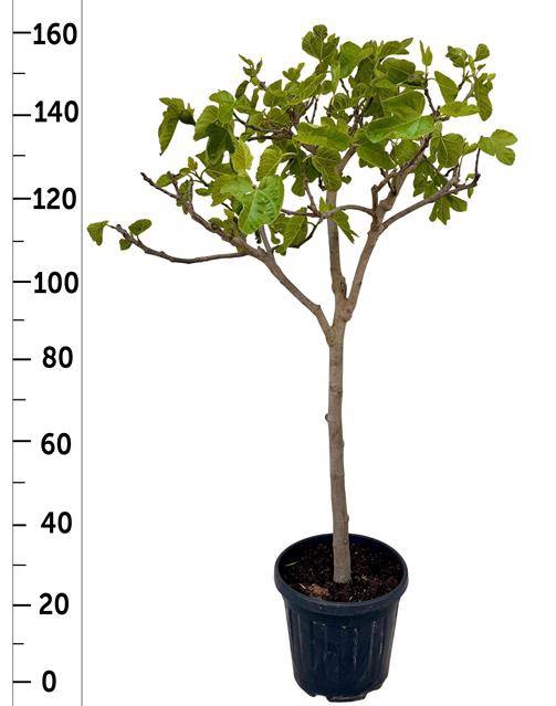 <h4>FICUS CARICA</h4>