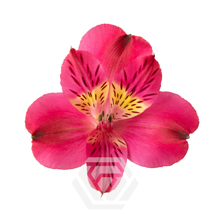 <h4>ALSTR TESTAROSSA Tessa</h4>